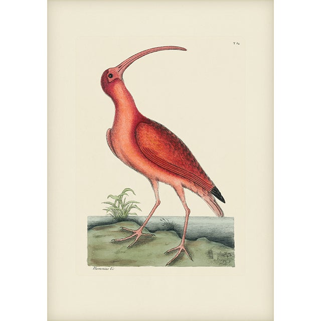 Mark Catesby Reproduction of Red Curlew, Plate 84 For Sale