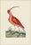 Mark Catesby Reproduction of Red Curlew, Plate 84 For Sale