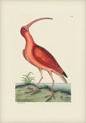 Mark Catesby Reproduction of Red Curlew, Plate 84