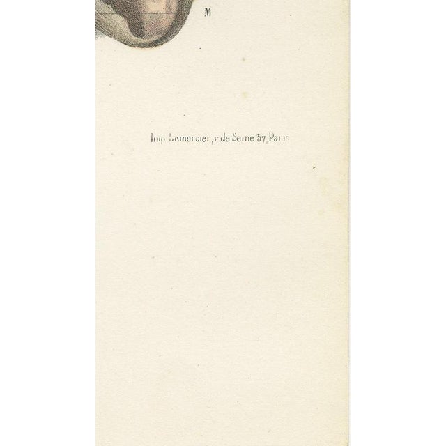Hirschfeld and Leveille, Sympathetic Chain and Vagus in the Thorax, 1866, Paper For Sale - Image 9 of 12