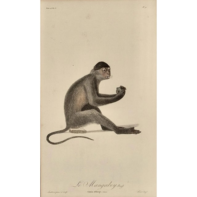 This is a framed 18th century folio-sized colored stipple engraving with hand-finishing entitled "Le Mangabey, Buff, Simia...