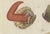 Early 19th Century Bertuch, Shipworm and Sea Pen, 1800, Engraving For Sale - Image 5 of 10