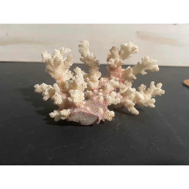 This is a natural Stony Coral specimen that was humanely collected in the 1940’s. It was on display in a small local...