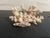 This is a natural Stony Coral specimen that was humanely collected in the 1940’s. It was on display in a small local...