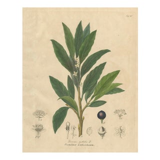 Bay Laurel Botanical Print by Laurus Nobilis, 1831 For Sale
