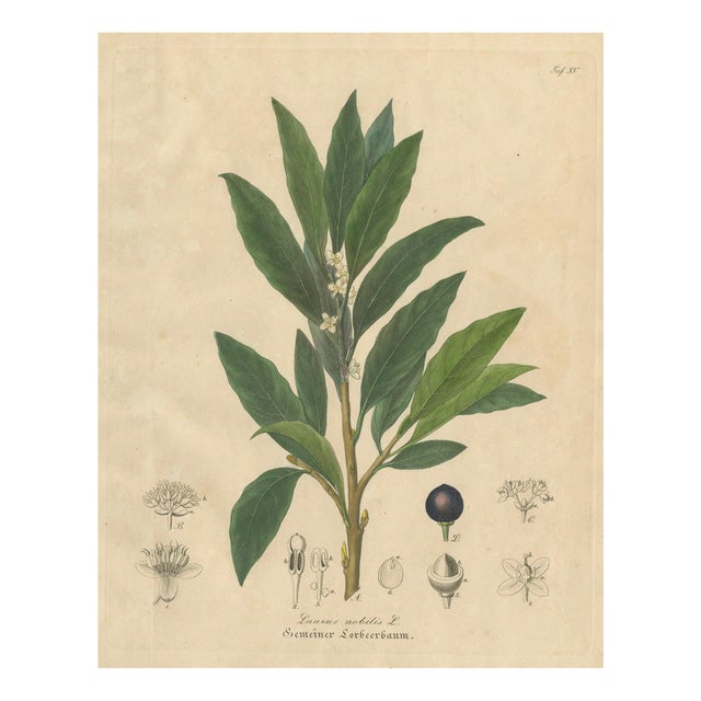 Bay Laurel Botanical Print by Laurus Nobilis, 1831 For Sale