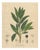 Bay Laurel Botanical Print by Laurus Nobilis, 1831 For Sale