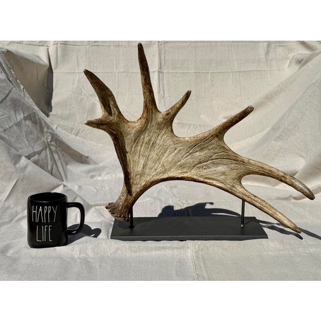 2020s Side Mounted Moose Antler/Paddle 1 For Sale - Image 5 of 9
