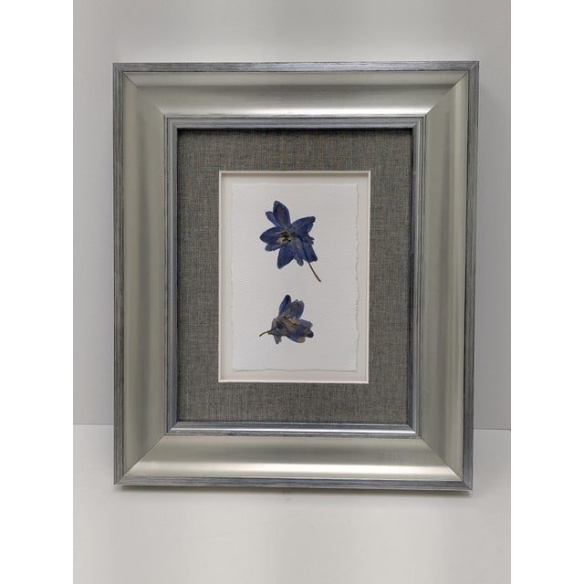 These delicate pressed delphinium flowers are beautifully preserved and mounted on deckled-edge paper, highlighting the...