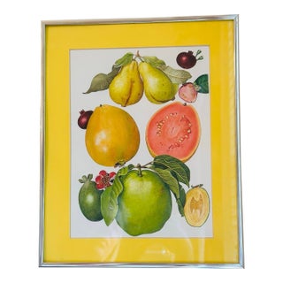 Vintage Fruit Print, Framed For Sale