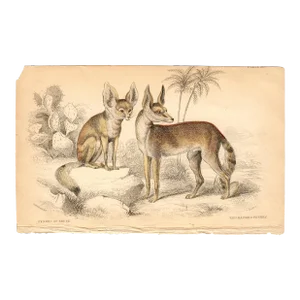 1840 Bat-Eared Fox (Fennec of Bruce) Hand Colored Engraving
