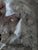 The selected region features a classical bearded male bust modeled after the famous "Head of a Gaul" (also known as the...