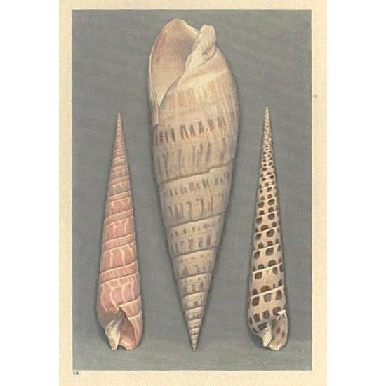 French 1935 Rare Set of 2 French Lithographs-Sea Shells For Sale - Image 3 of 5