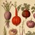 'Vegetables' - Original Botanical Fine Art Print. Museum-quality print after an original bookplate from the late 1800s....