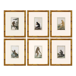 Original Early 19th Century French Monkey Engravings- Set of 6