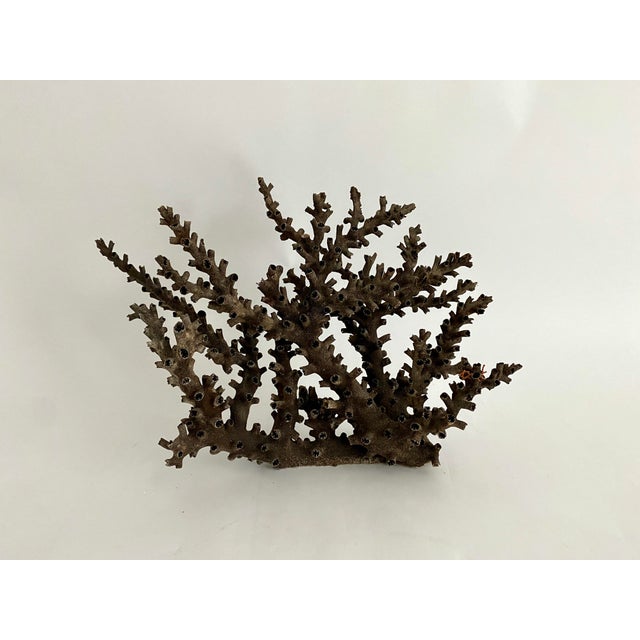 Natural black Octopus Coral with a cut and polished base to protect surfaces. Each piece is cleaned and trimmed from its...