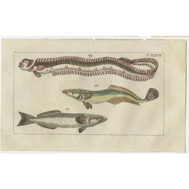 Set of four original antique fish prints. Dragonet, Callionymus lyra 80,81. Sterlet sturgeon, Acipenser ruthenus 29, and...