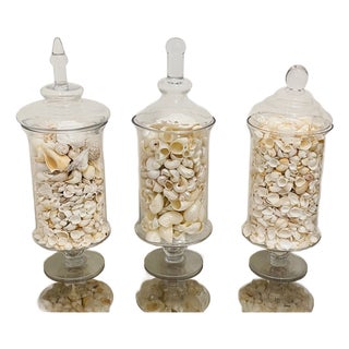 1970s Three Large Apothecary Glass Jars With Sea Shells For Sale