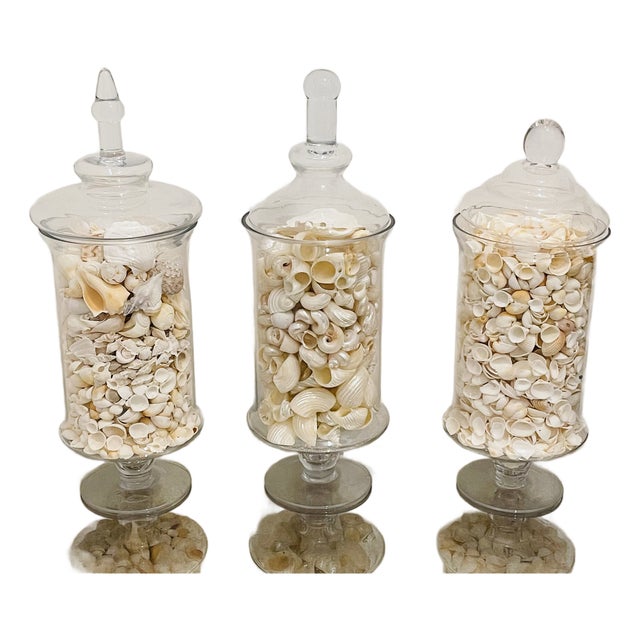 1970s Three Large Apothecary Glass Jars With Sea Shells For Sale