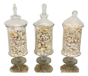 1970s Three Large Apothecary Glass Jars With Sea Shells