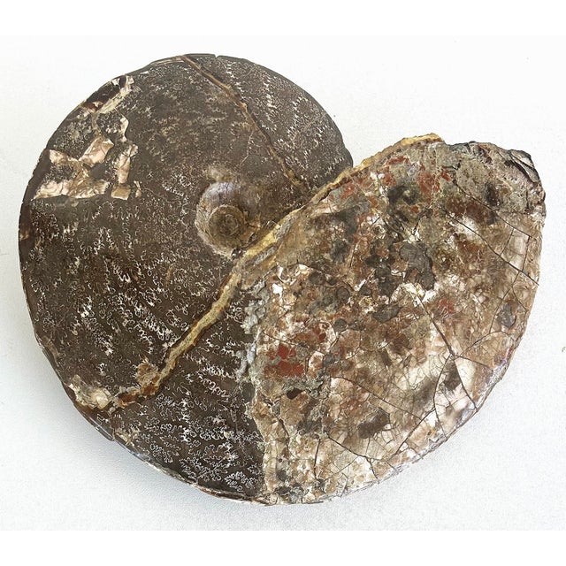 Classical Roman Very Large Prehistoric Ancient Ammonite Fossil Specimen For Sale - Image 3 of 7