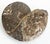 Classical Roman Very Large Prehistoric Ancient Ammonite Fossil Specimen For Sale - Image 3 of 7