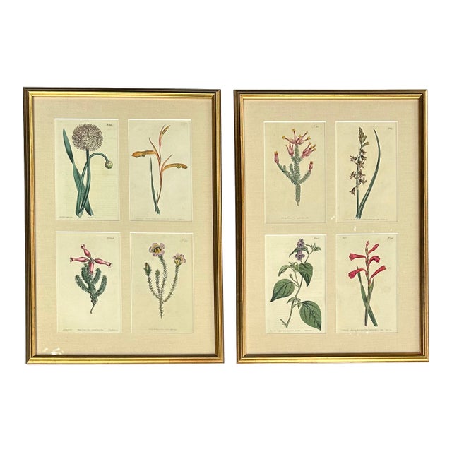 Set of Botanicals by William Curtis, 1806 (Framed) For Sale
