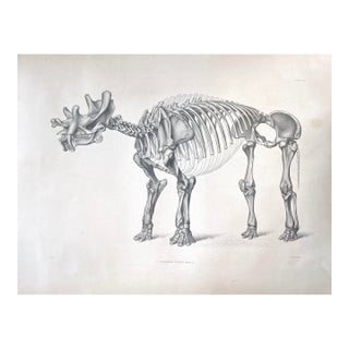 1883 Lithograph Reproduction of Dinocerata From the Yale Paleontology Department For Sale