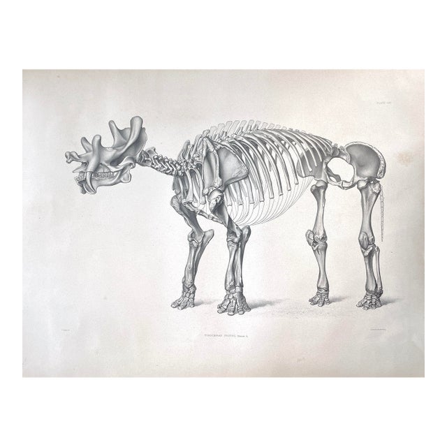 1883 Lithograph Reproduction of Dinocerata From the Yale Paleontology Department For Sale