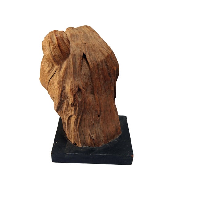 Mid-Century Modern Mid-Century Wood Specimen For Sale - Image 3 of 6