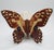 Rare 1970s Roslyn S. Carren Studio Porcelain Butterfly For Sale - Image 4 of 7