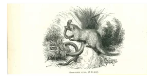 Paul Gervais, Mongouste Nems, Lithograph, 1854