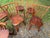 Early 20th Century Set of 6 Country Windsor Dining Chairs For Sale - Image 5 of 11