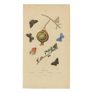 Aug. Duméril, Polyommatus Butterflies and Caterpillars, 1830, Engraving For Sale