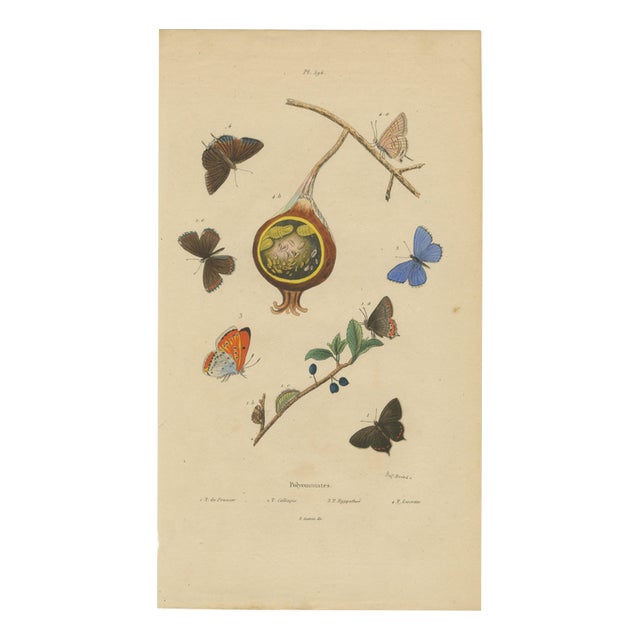 Aug. Duméril, Polyommatus Butterflies and Caterpillars, 1830, Engraving For Sale