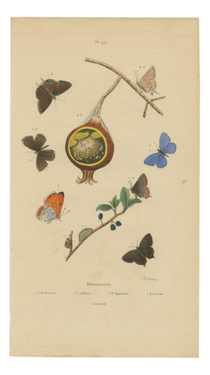 Aug. Duméril, Polyommatus Butterflies and Caterpillars, 1830, Engraving