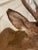 Tan Vintage Taxidermy Deer Head Mount For Sale - Image 8 of 10