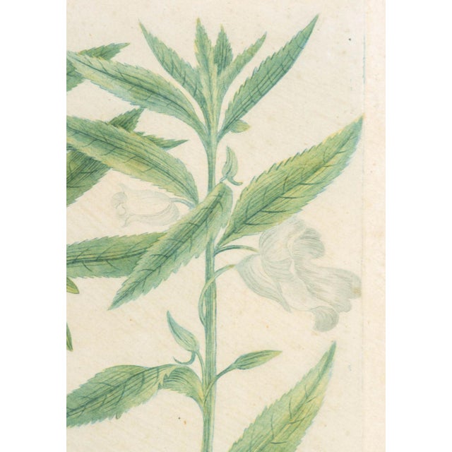 Johann Wilhelm Weinmann Botanical Engravings, Pair For Sale In New York - Image 6 of 14