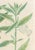 Johann Wilhelm Weinmann Botanical Engravings, Pair For Sale In New York - Image 6 of 14