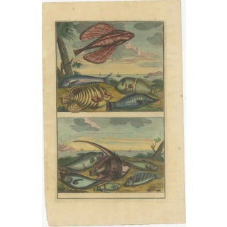 Various Fish Species and Other Marine Life, 1726, Paper, Set of 12 For Sale