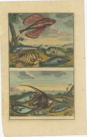 Various Fish Species and Other Marine Life, 1726, Paper, Set of 12