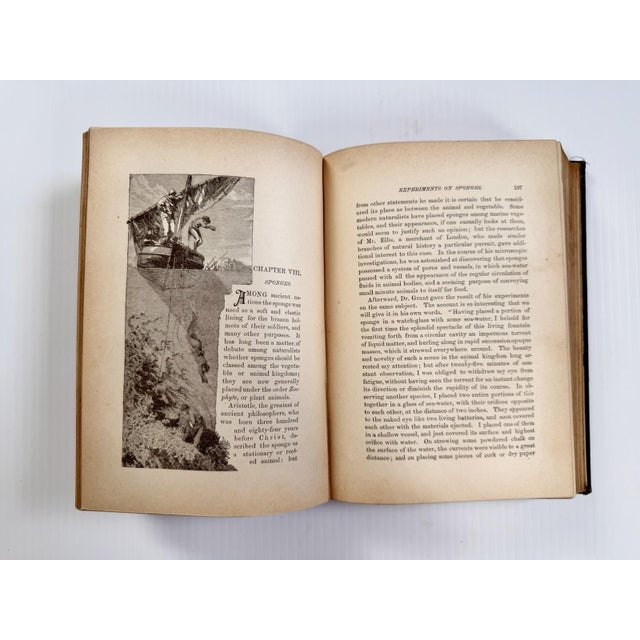 1884 the Water World by J W Van Dervoort Illustrated Book About Sea Life, Ghost Ships For Sale - Image 12 of 17