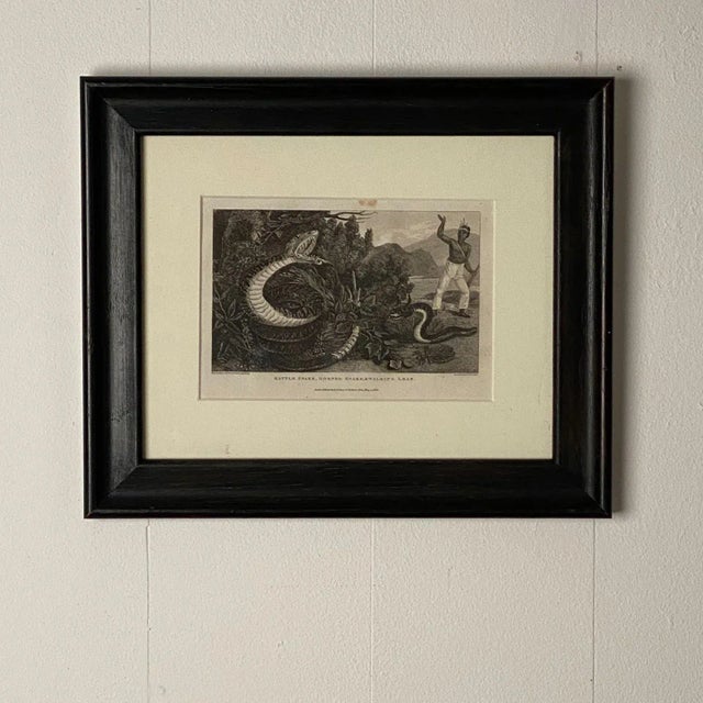 "Rattle Snake Horned Snake Walking Leaf" Engraving, England Circa 1820 For Sale In San Francisco - Image 6 of 6