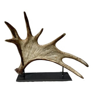 Side Mounted Moose Antler/Paddle 1 For Sale