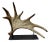 Side Mounted Moose Antler/Paddle 1 For Sale