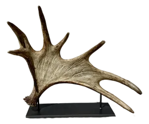Side Mounted Moose Antler/Paddle 1
