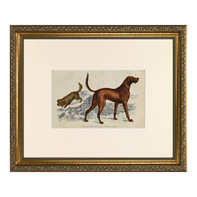 19th Century English Handcolored Hunting Dog/ Hound Engraving by Goldsmith For Sale