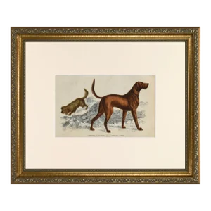19th Century English Handcolored Hunting Dog/ Hound Engraving by Goldsmith