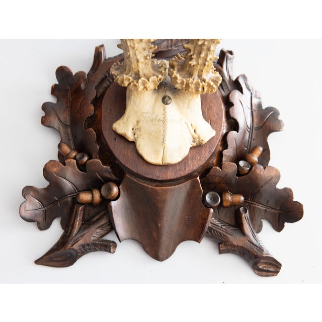 Cabin Antique Black Forest Roe Deer Antlers Hunting Trophy Mount For Sale - Image 3 of 7