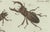 Friedrich Johann Bertuch, Stag Beetles and Rhinoceros Beetles, 1798, Copperplate Engraving on Paper For Sale - Image 4 of 6
